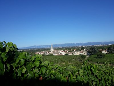 Vignoble Cornas