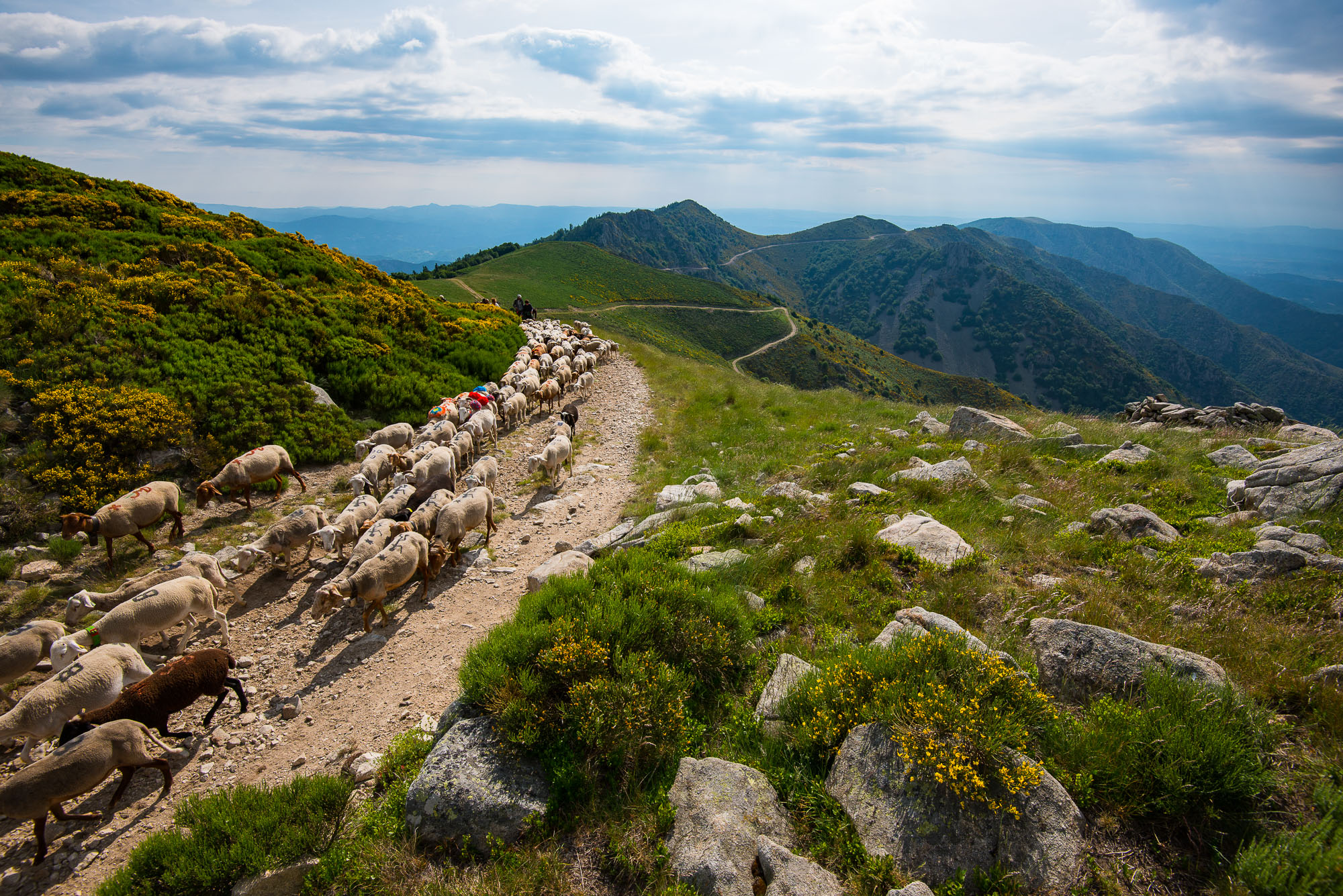 Transhumance sur le Tanargue