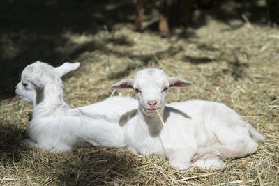 Parc animalier de Lussas