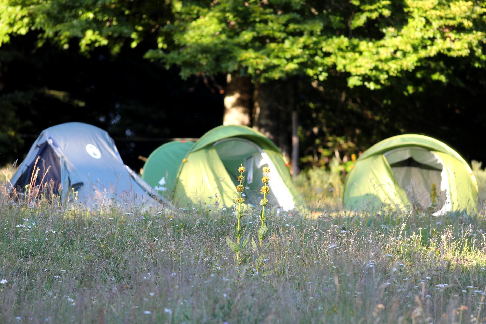 Burzet - Bivouac du Pré du bois 1