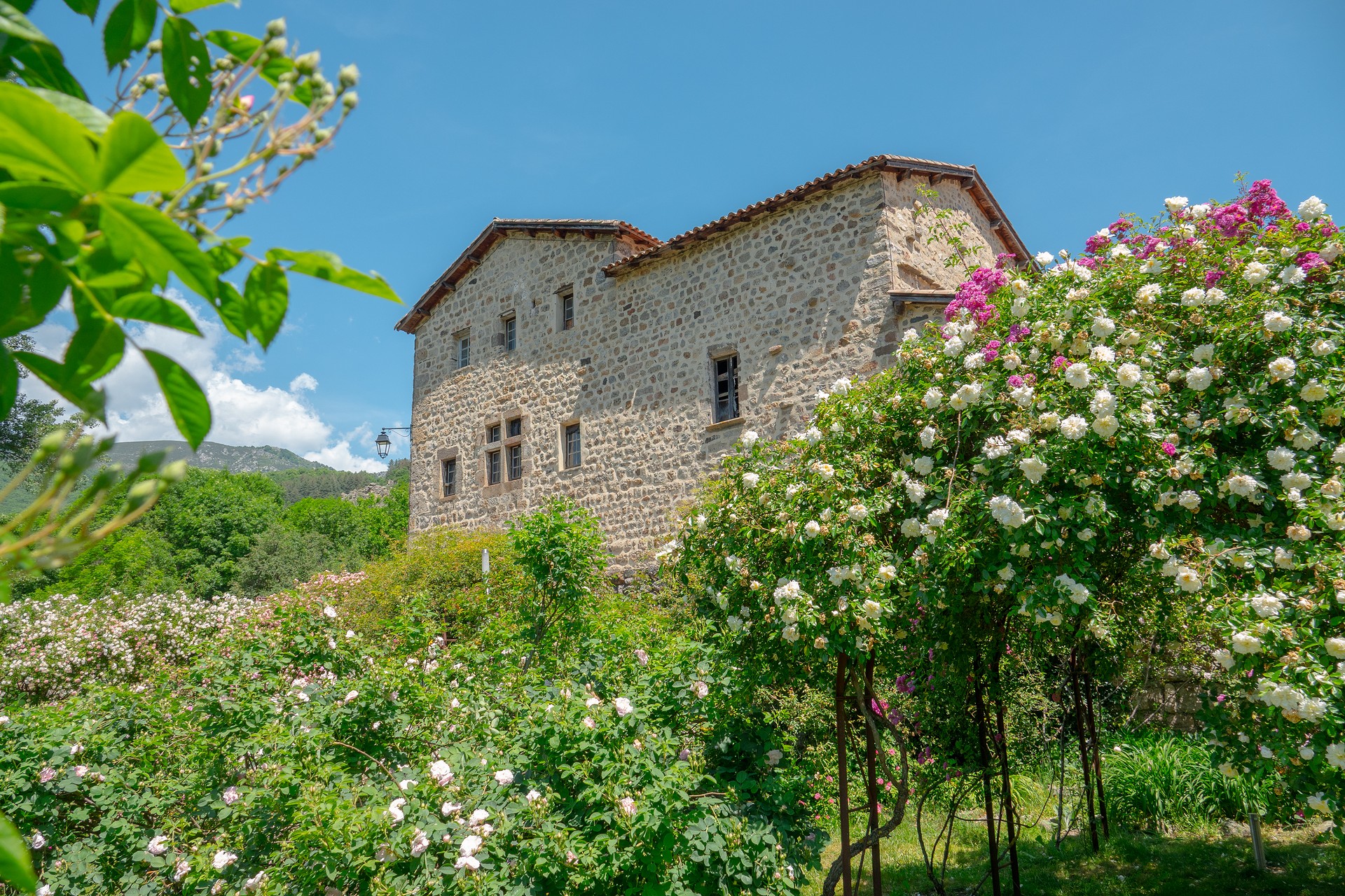 DSC06375 - Montpezat-sous-Bauzon - roseraie en fleurs et vue sur Clastres ©sourcesetvolcans