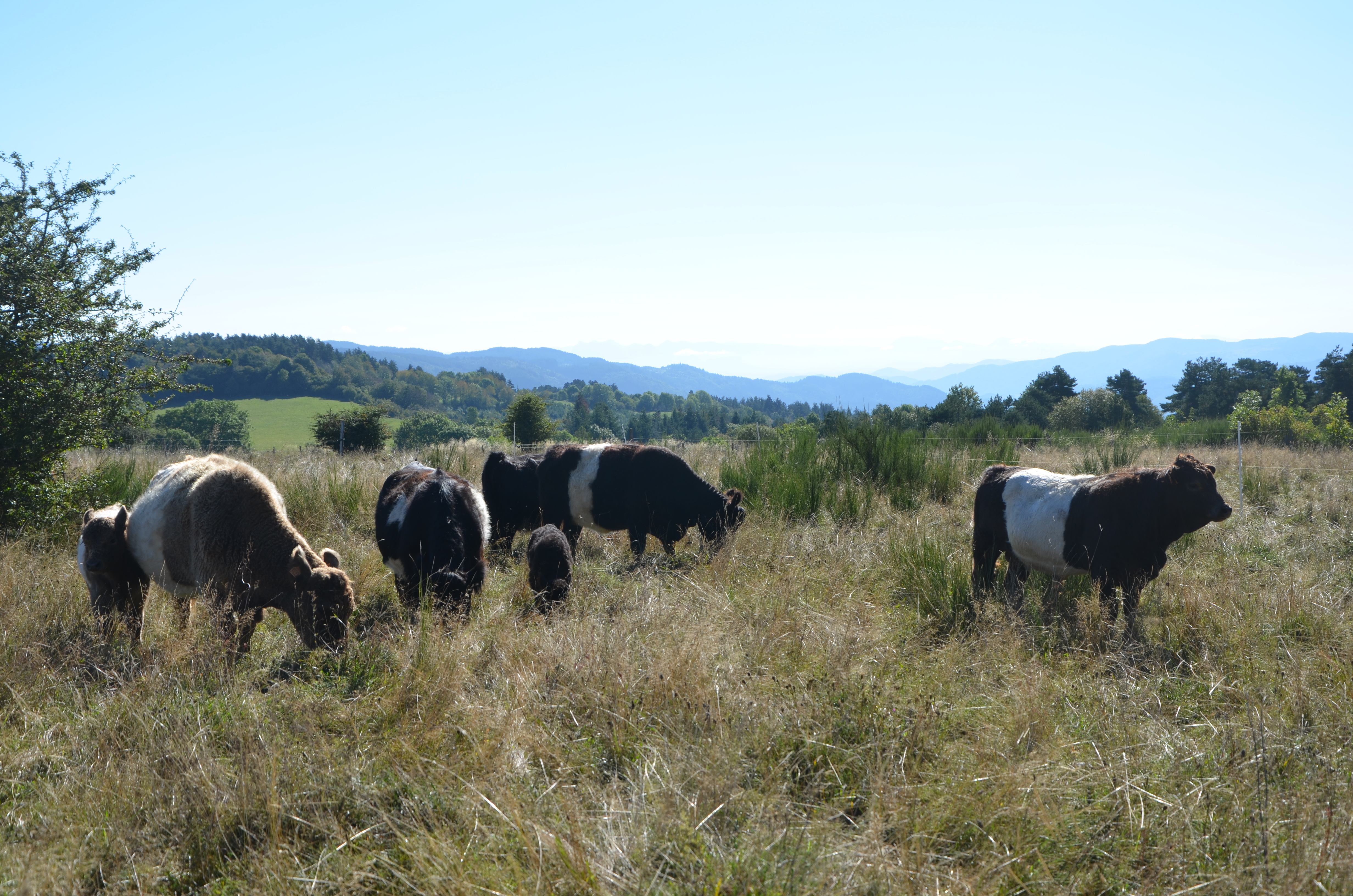 Petit troupeau de vaches Galloway