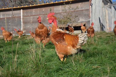 Coq