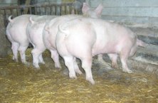 Les cochons de la ferme du Bouquet