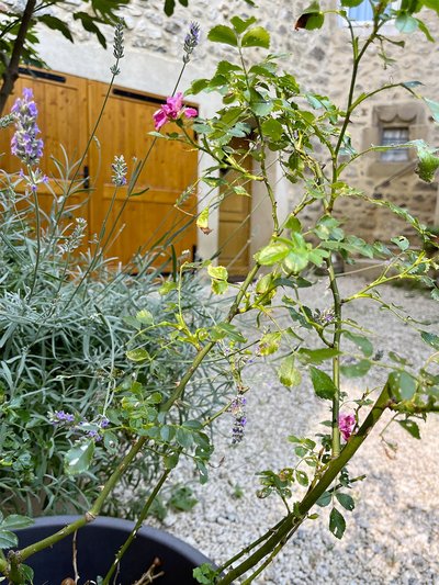 Clos la Vigne_Cornas