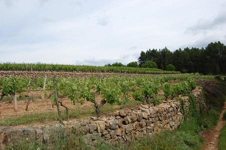 vignoble
