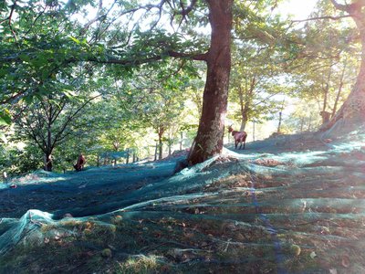 Ferme de la Blache_Prunet