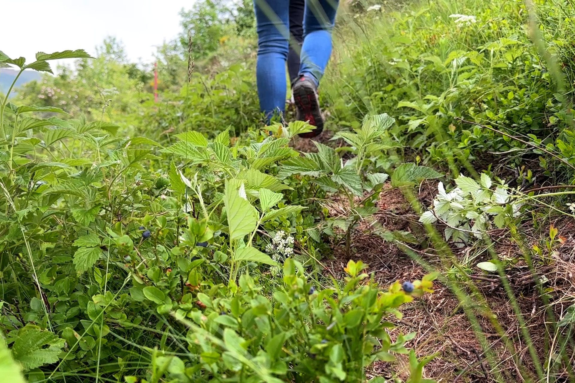 Saint Pierre de Colombier - ramassage de myrtilles avec la ferme des plaisirs simples