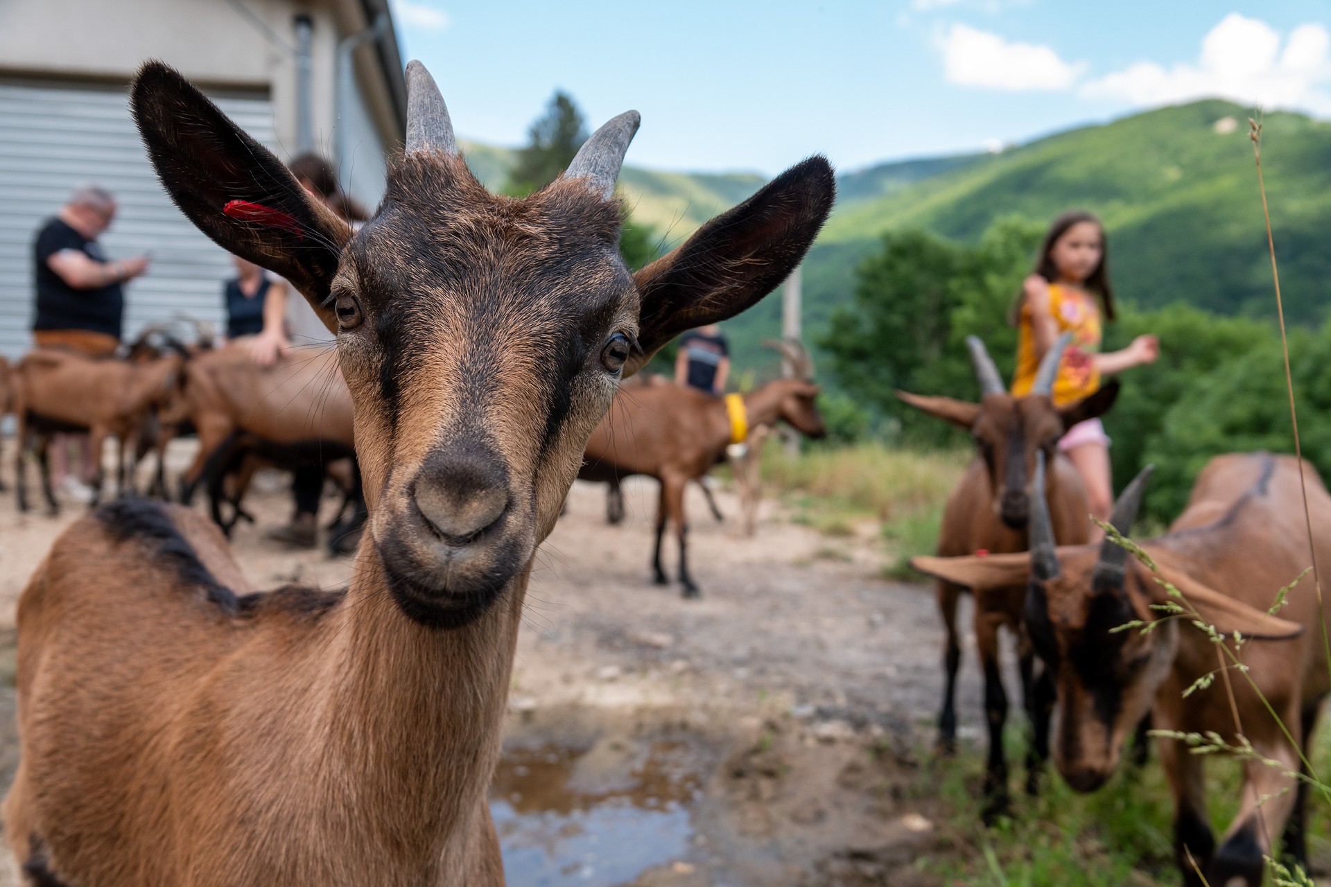 chèvres et paysage à la Chèvrerie de Péreyres en Ardèche