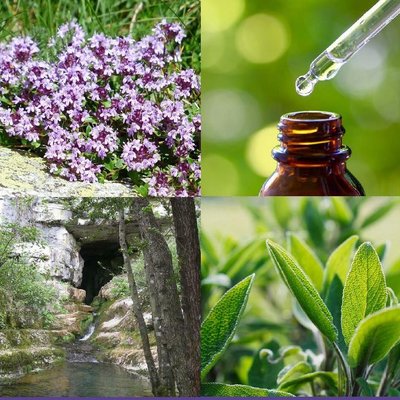 distillerie de paiolive