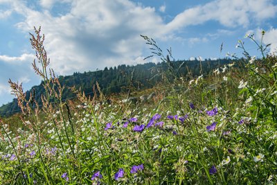 Trail Plateau du Mézenc