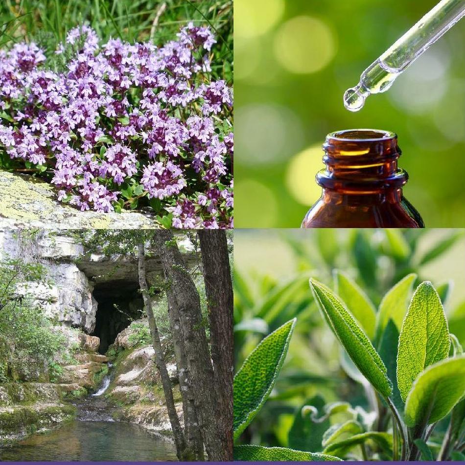 distillerie de paiolive