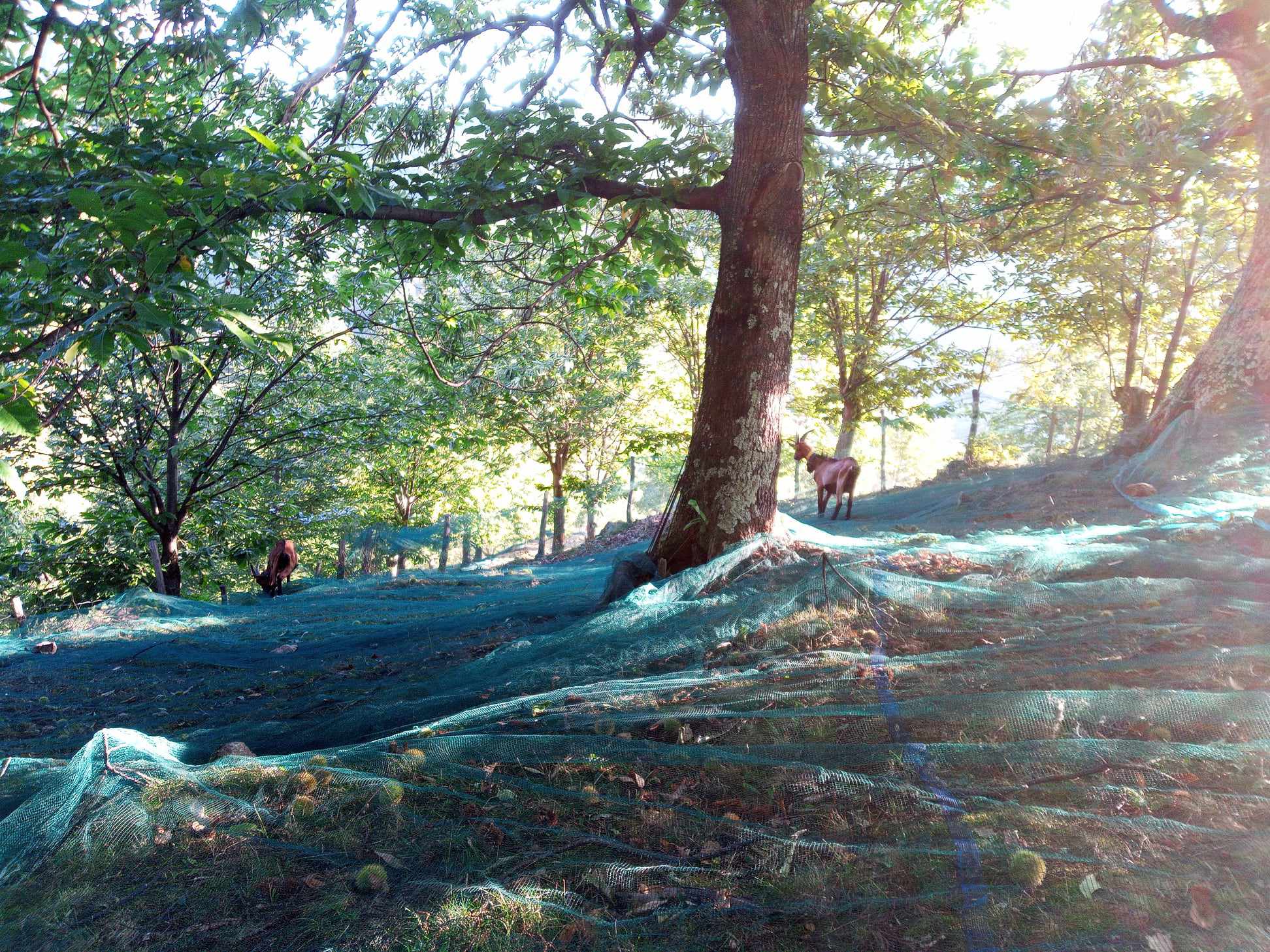 Ferme de la Blache_Prunet