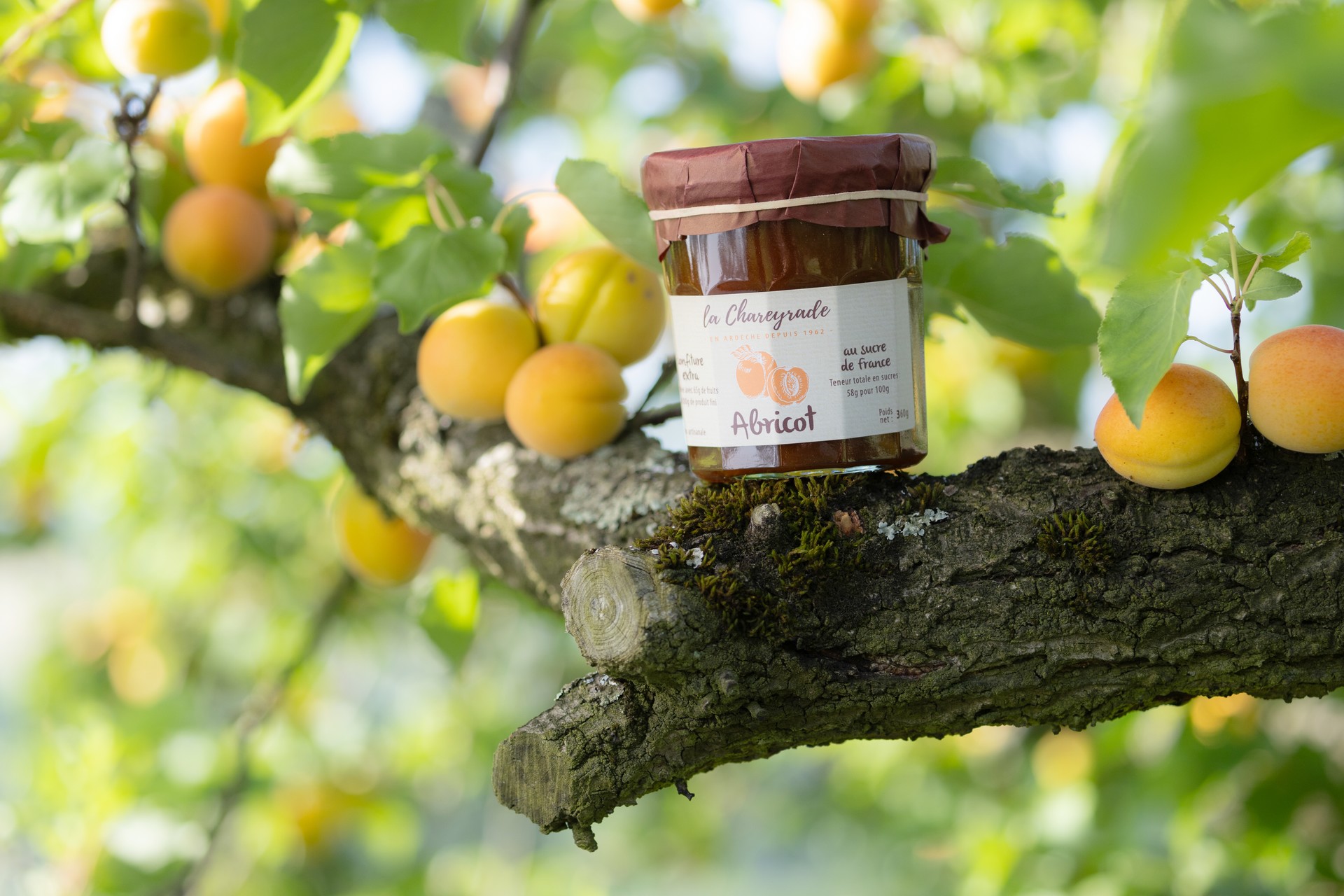 Confiture abricots sur branche la Chareyrade à la Souche