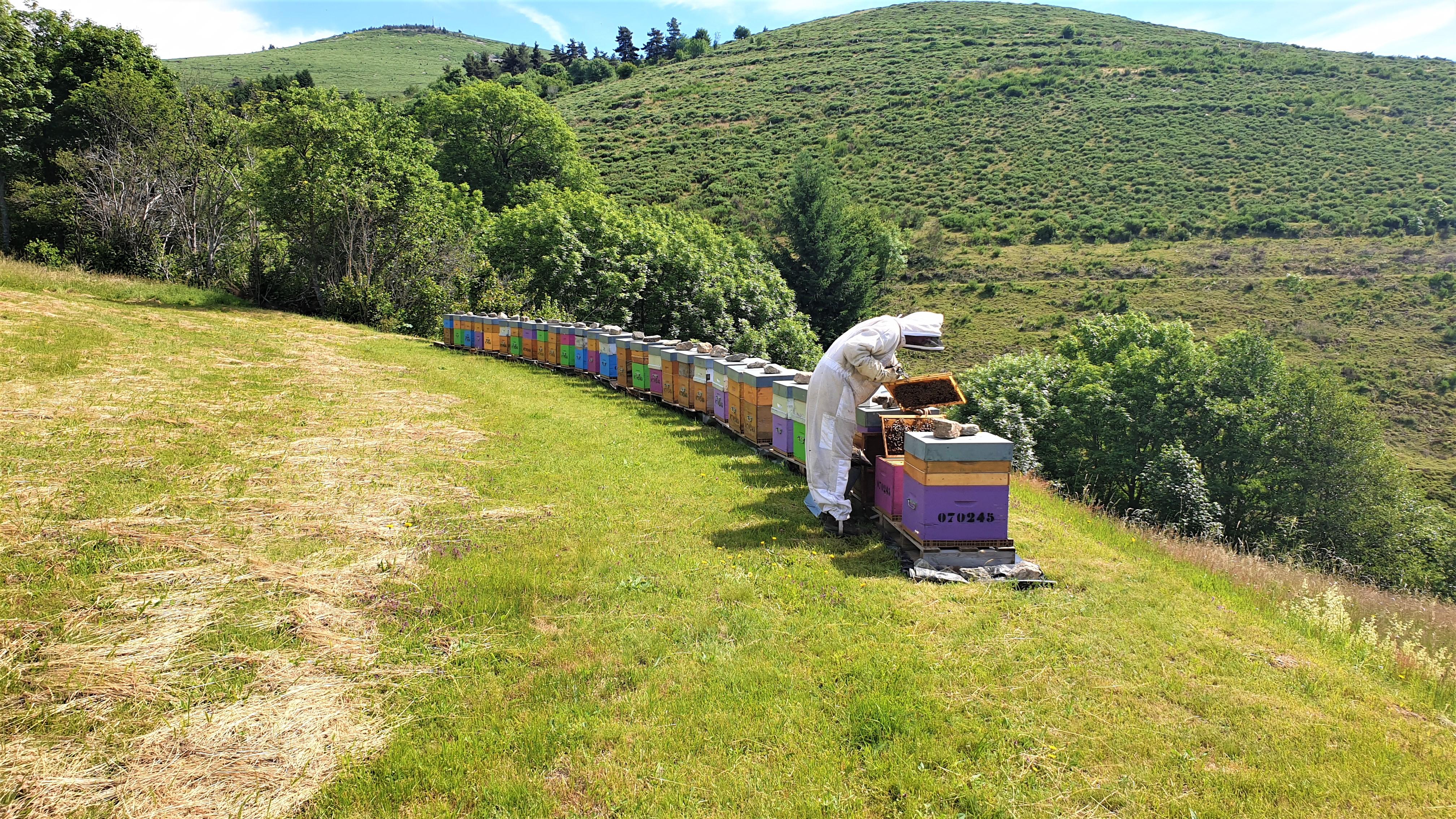 Apiculture - Les Ruchers du Moulin - Léa et Rémy Delenne_Saint-Laurent-les-Bains - Laval d'Aurelle