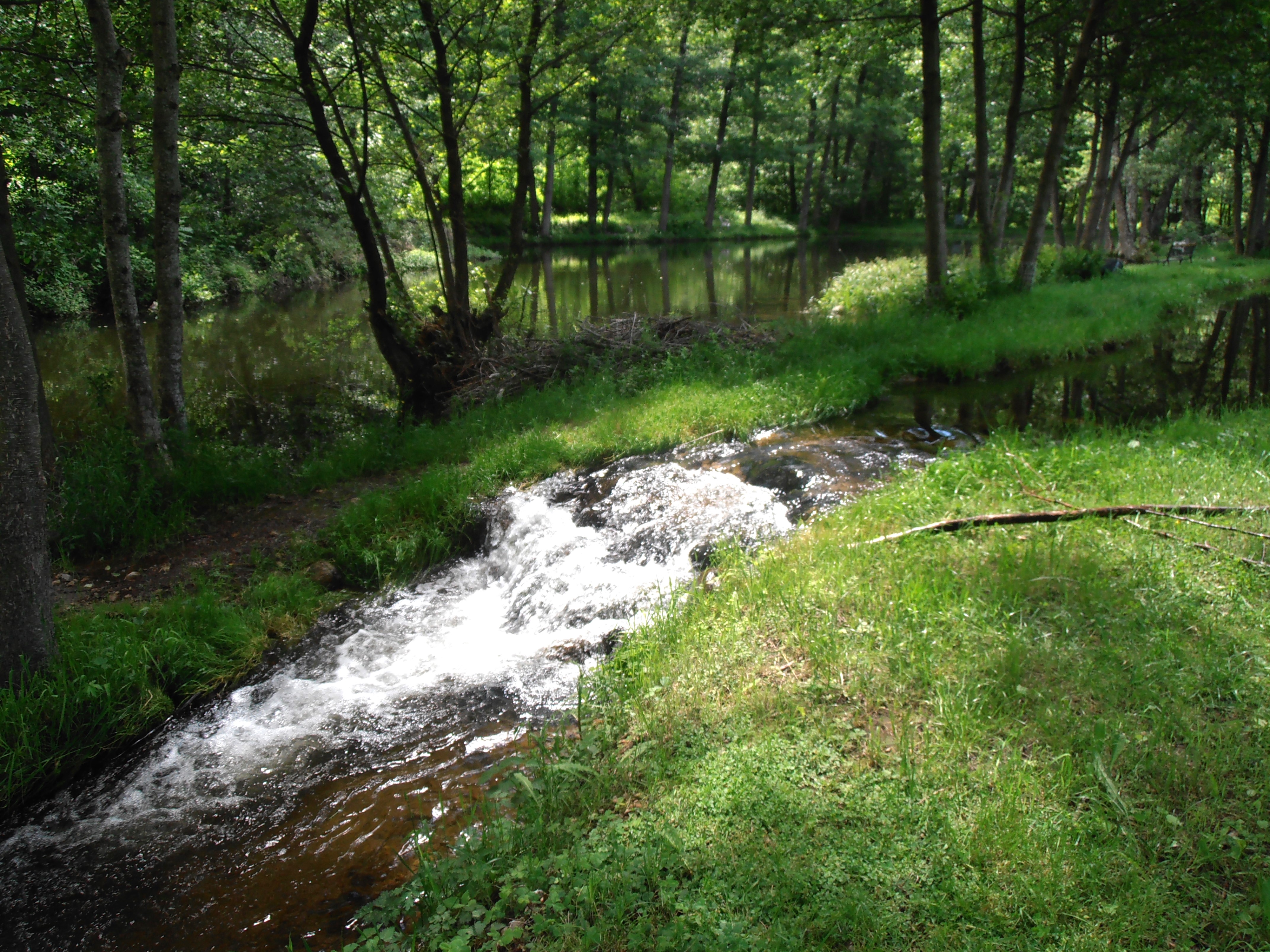 parcours eau vive : fario et ombles de fontaine