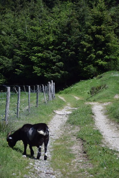 chèvre