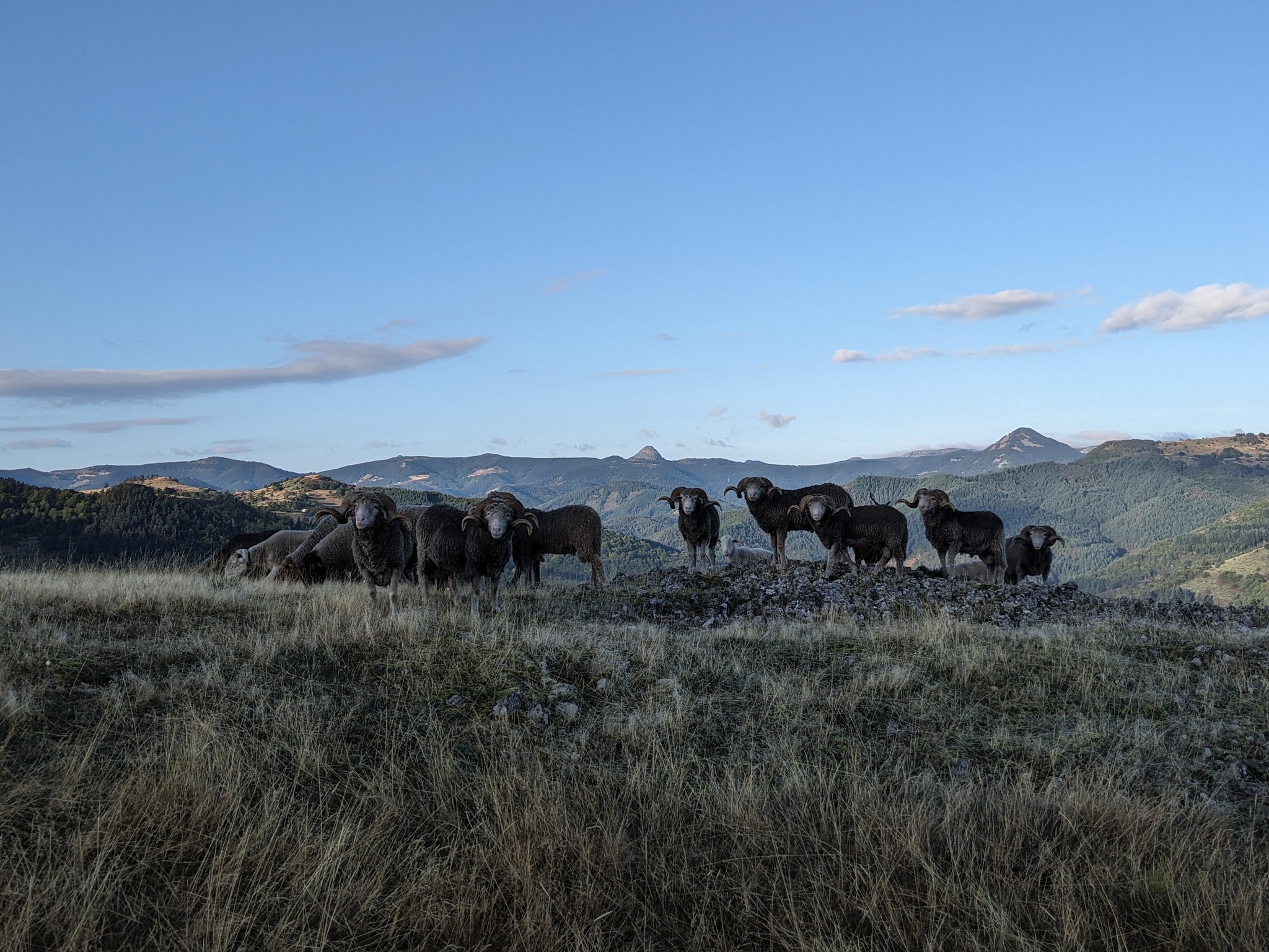 GAEC Moutons des bois_Mariac