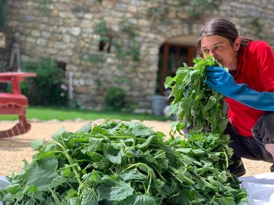 Les Z'herbes folles