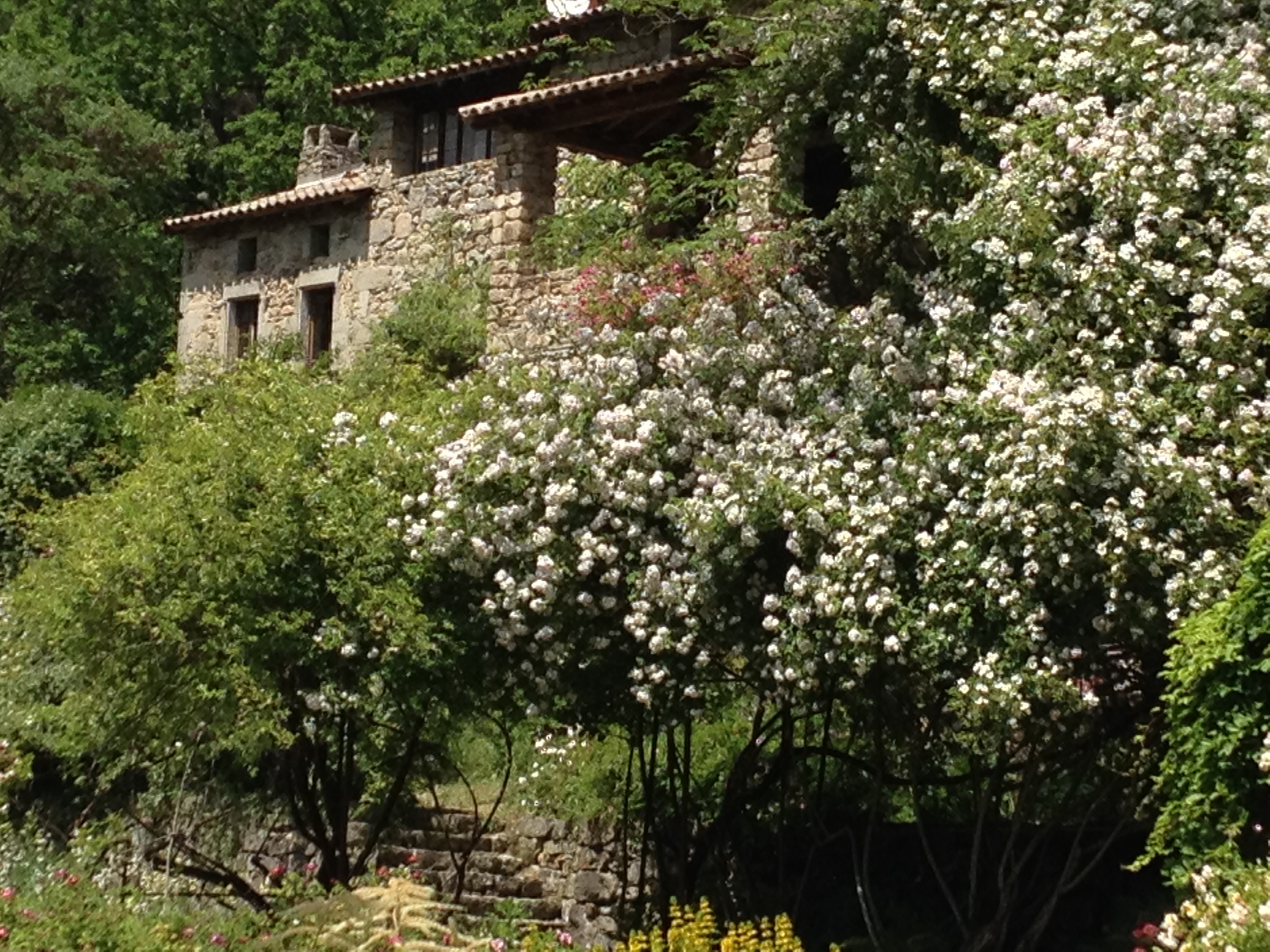 Roseraie de Berty (Largentière - Ardèche - France)