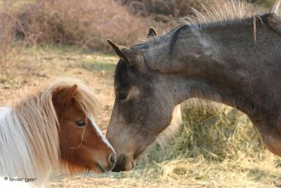 Les chevaux