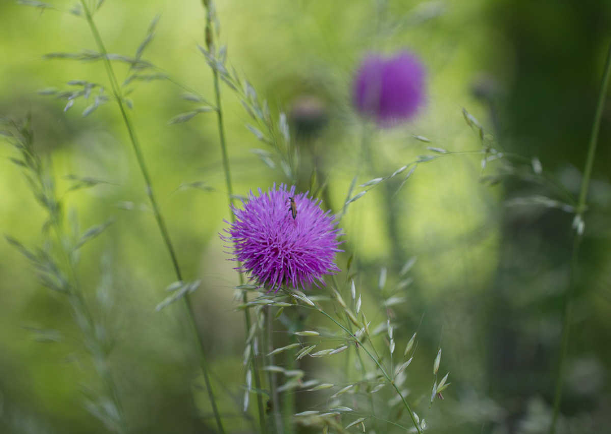 Fleurs sauvages
