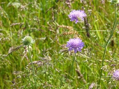 Prairie fleurie