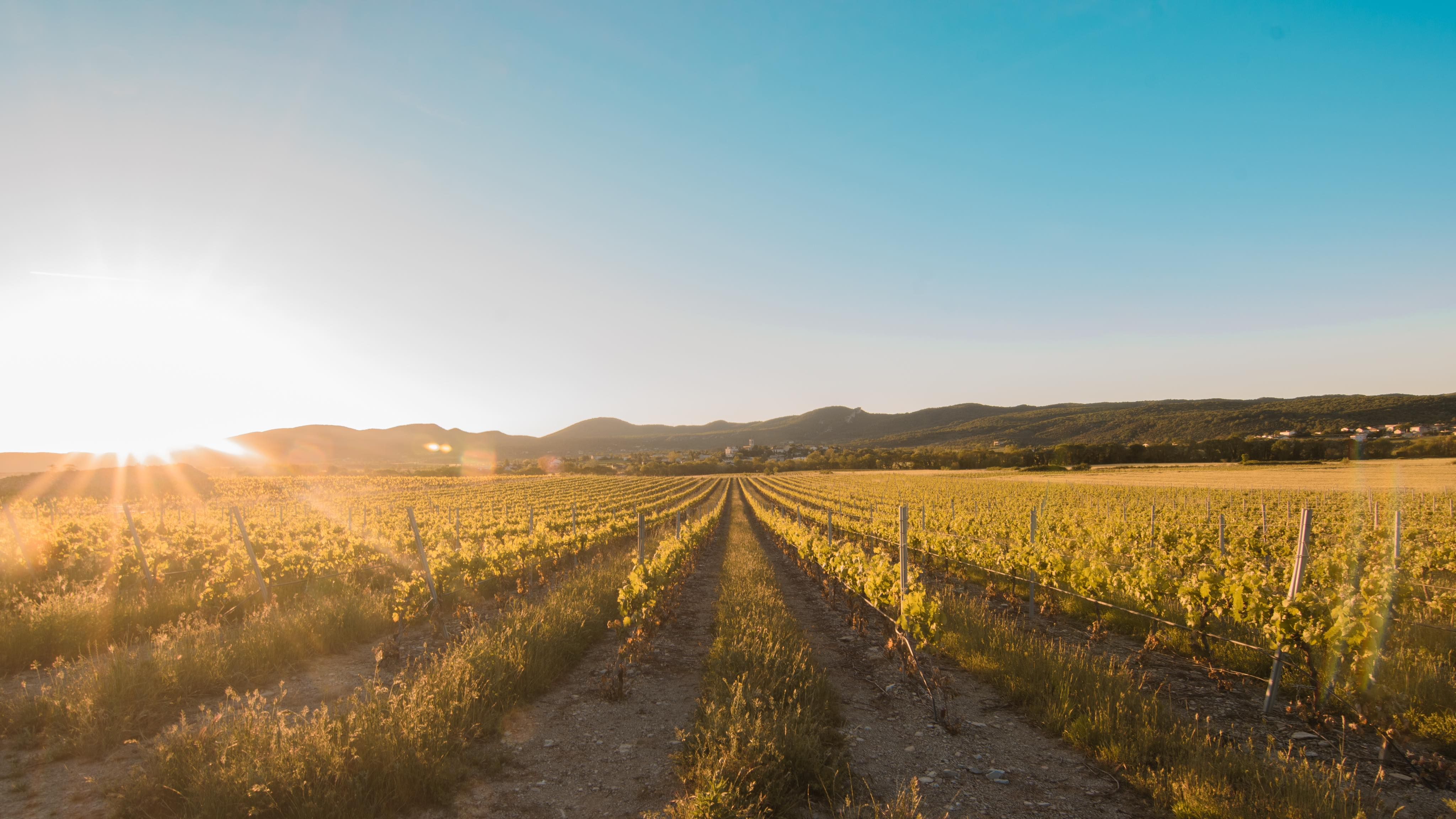 Vignes