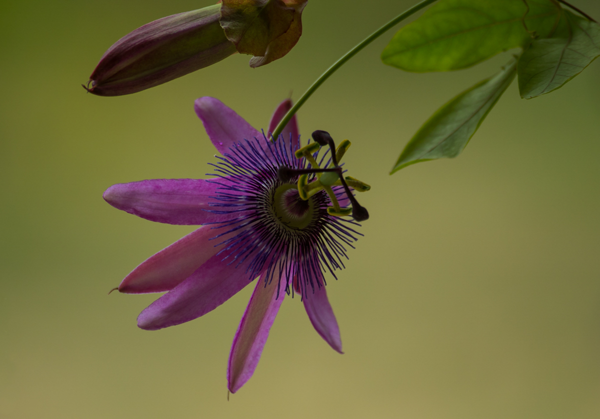 passiflore