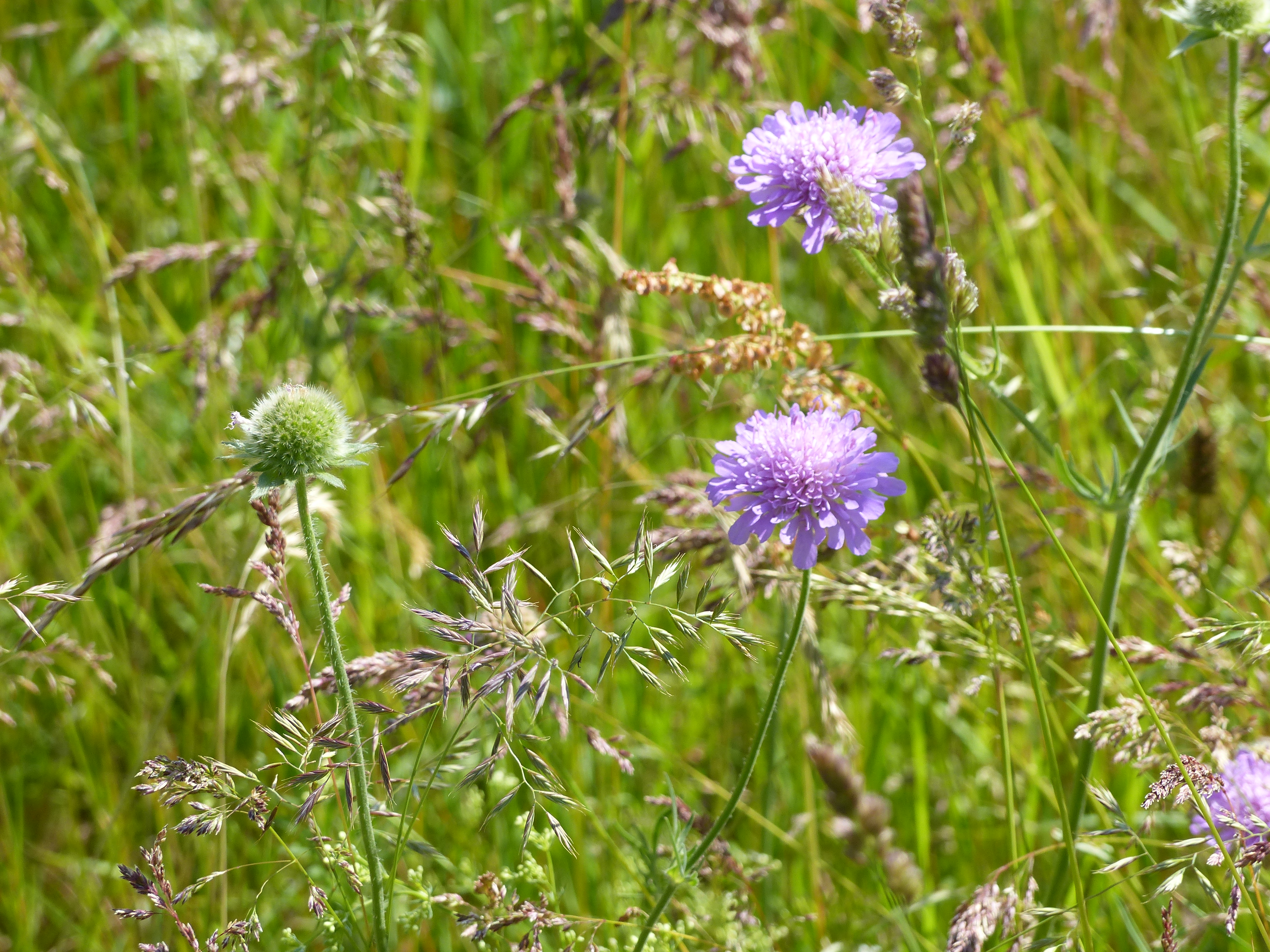 Prairie fleurie
