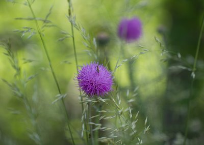 Fleurs sauvages