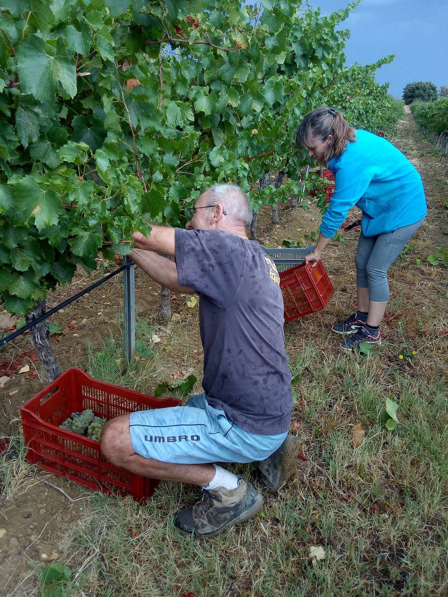 Domaine des Bragalous - Les vendangeurs