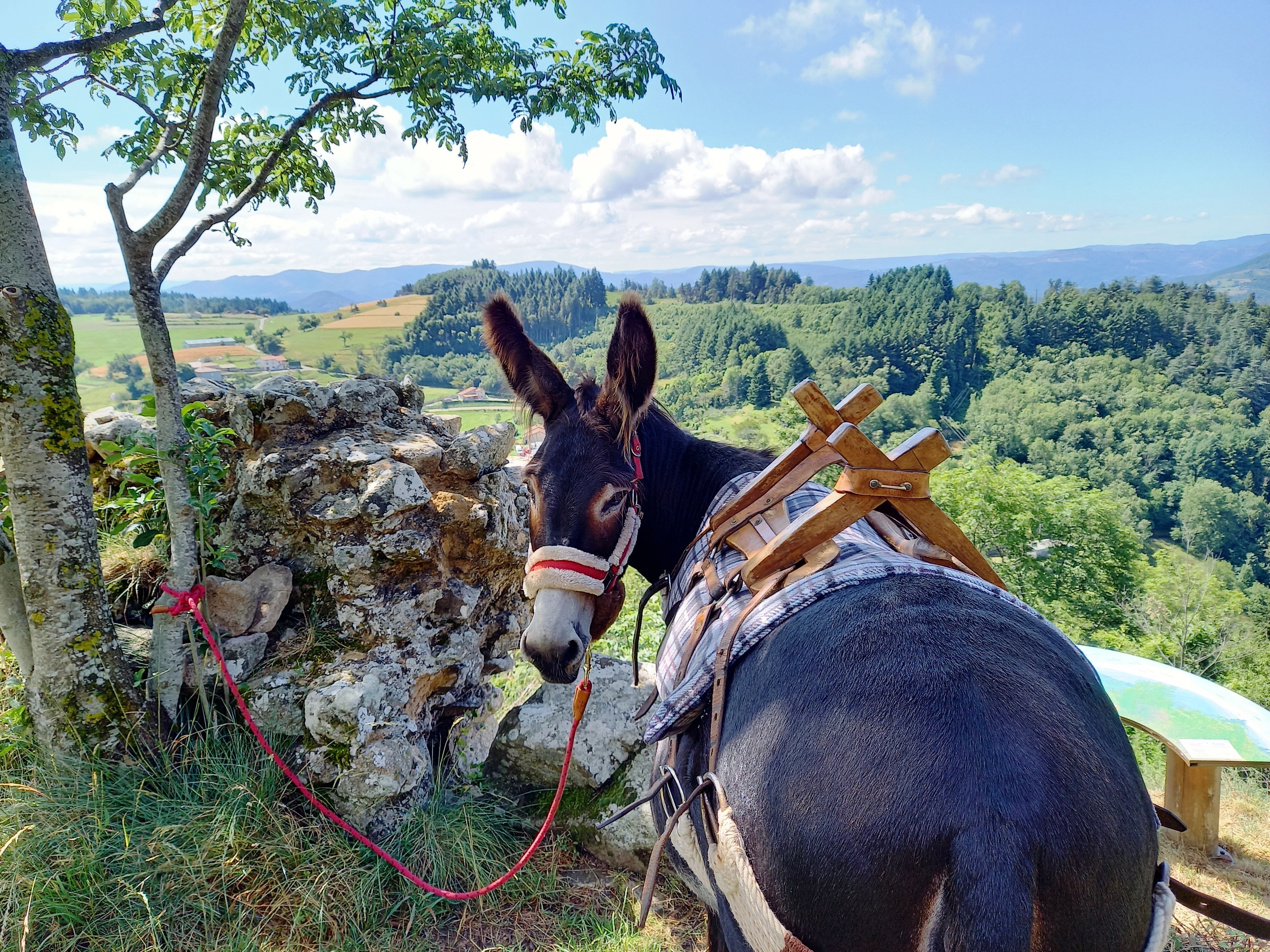 Randonnée avec les ânes