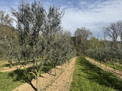SARL Mounier_Charmes-sur-Rhône