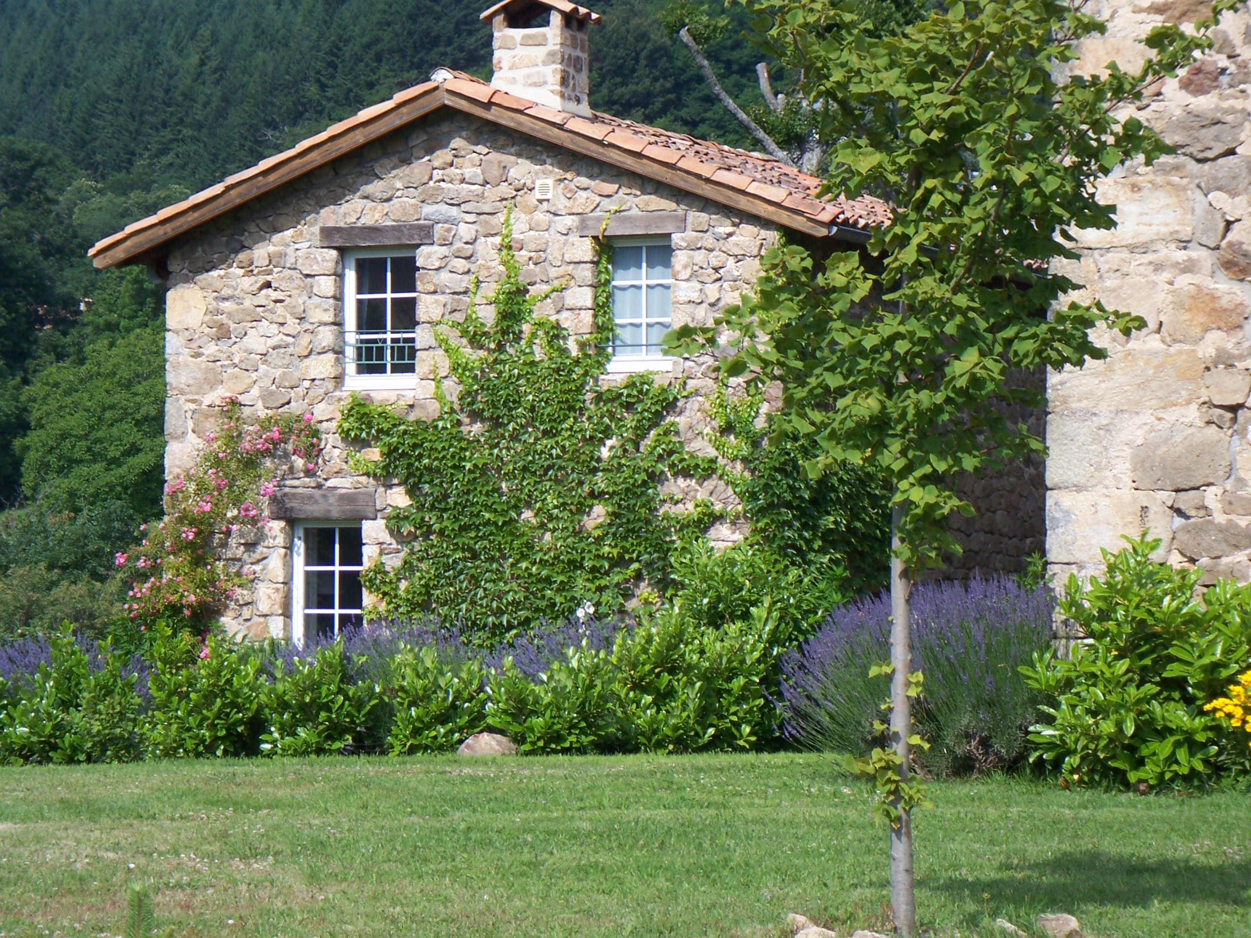 Les lavandes