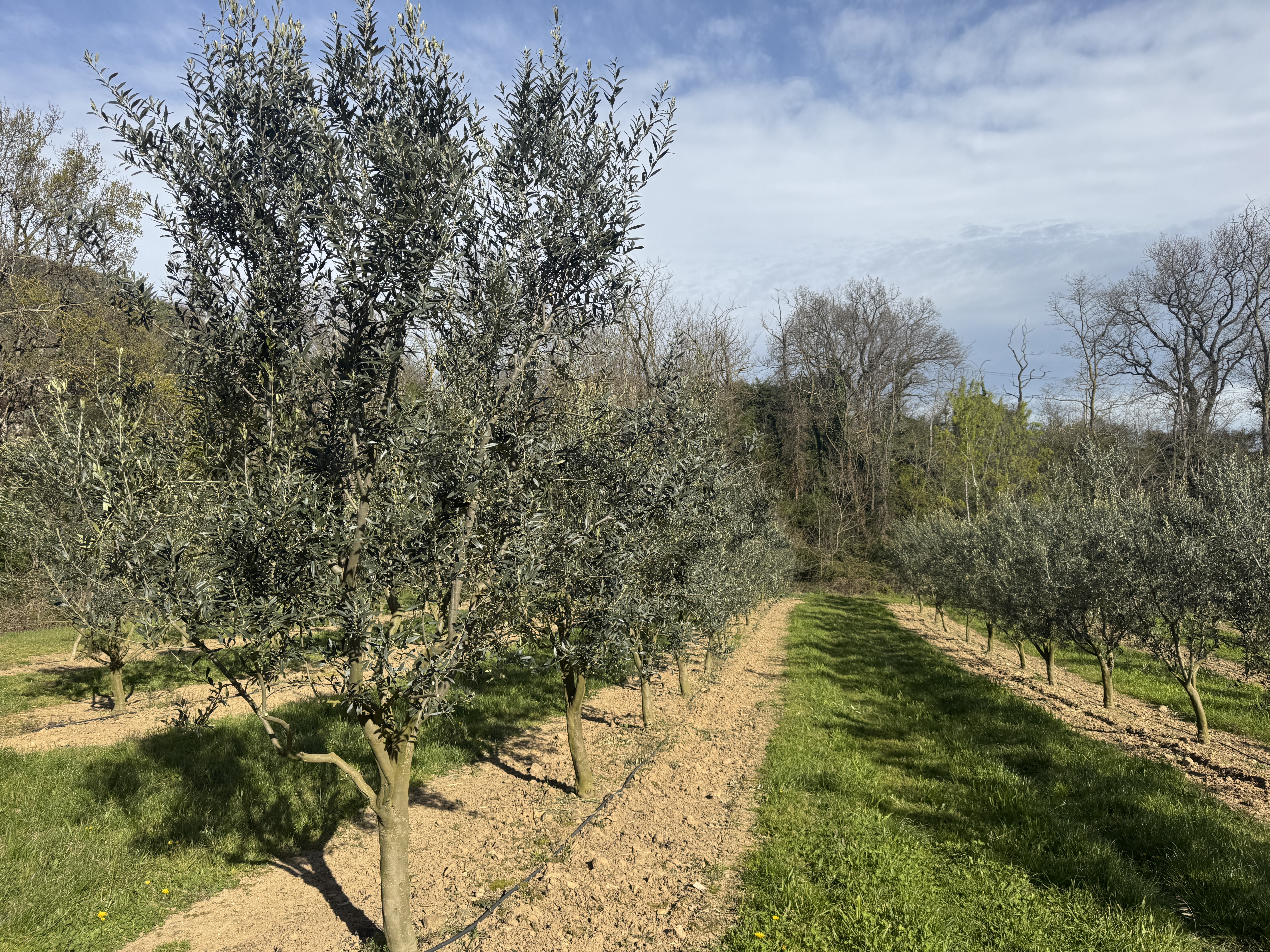 SARL Mounier_Charmes-sur-Rhône