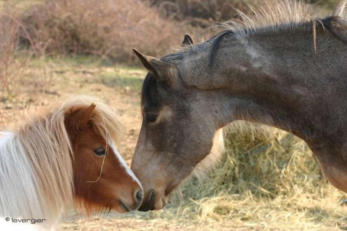 Les chevaux