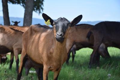 chèvre