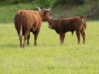 Le Fer à Cheval