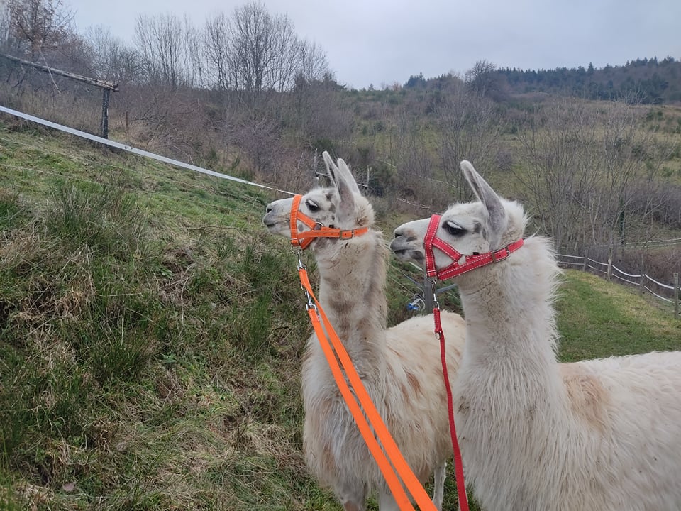 Lamas