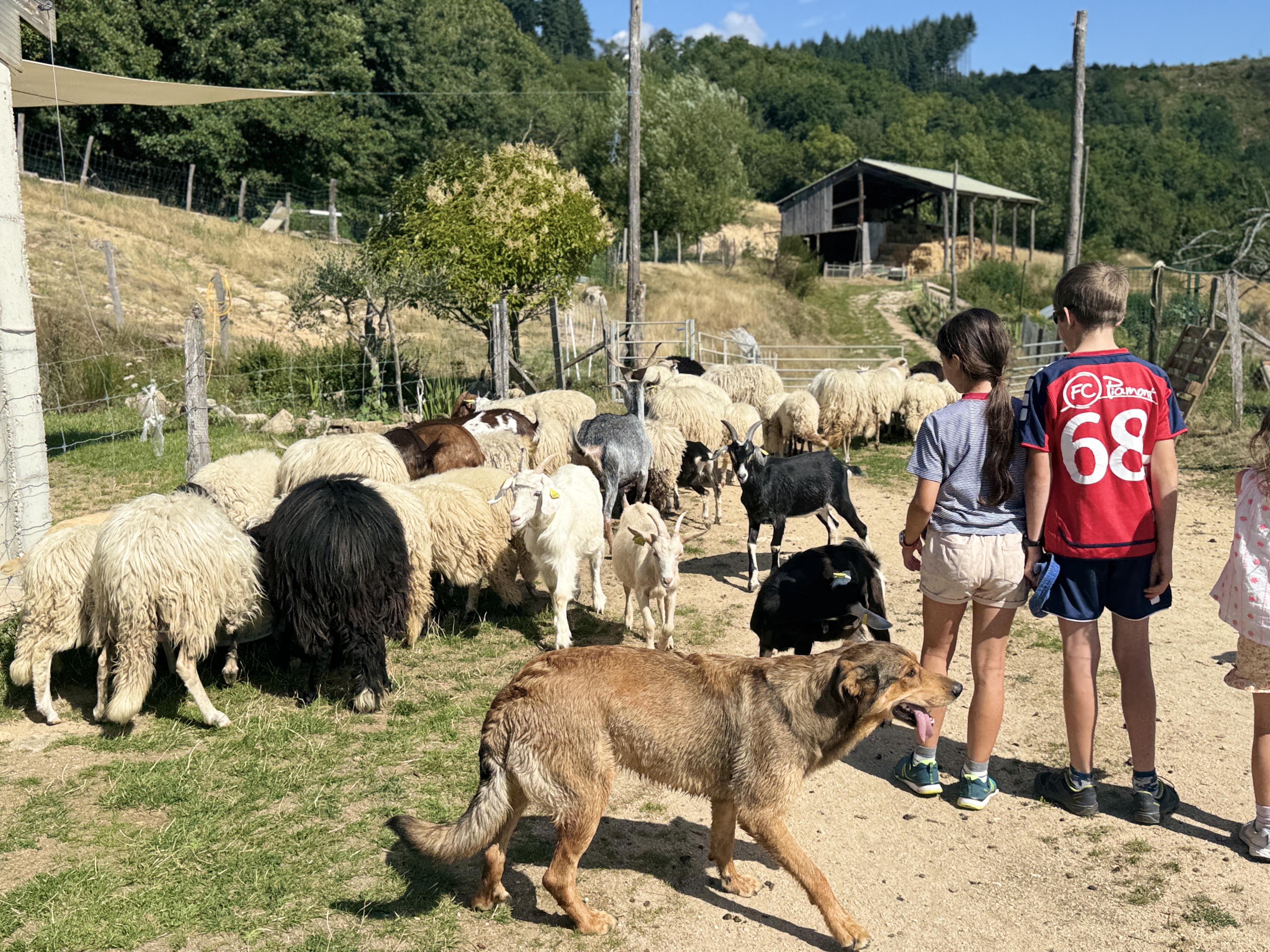 Ferme Estival_Alboussière