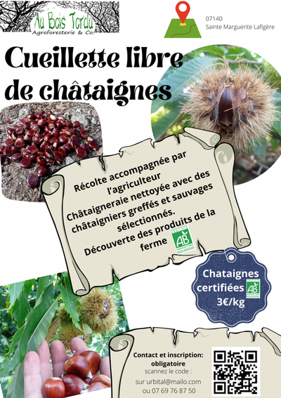 Cueillette libre de châtaigne
