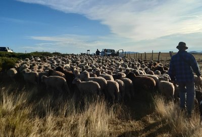 Balade accompagnée : Oiseaux des champs et pastoralisme_Montselgues