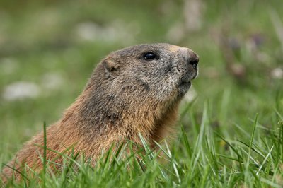 La Marmotte des Alpes