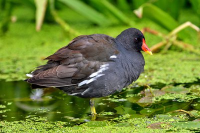 La Poule d'eau