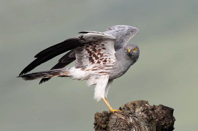 Le Busard cendré