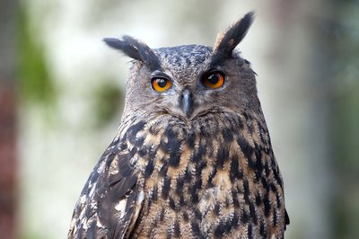 Le Hibou grand-duc