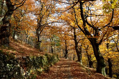 La châtaigneraie de Marcols-les-eaux