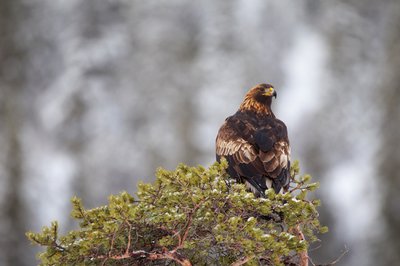 L'Aigle royal