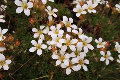 Le Saxifrage de Prost